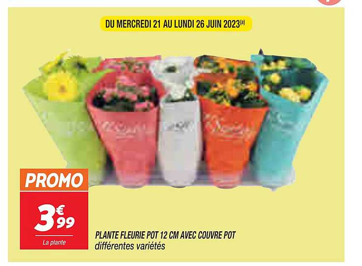 plante fleurie pot 12 cm avec couvre pot