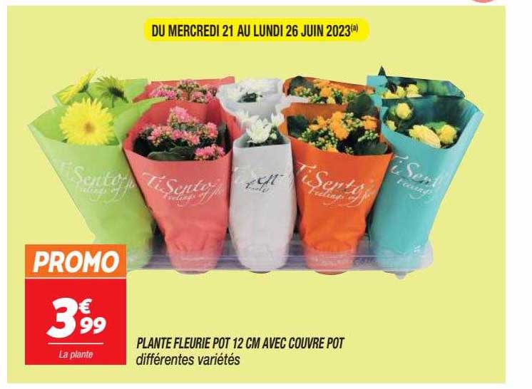 plante fleurie pot 12 cm avec couvre pot