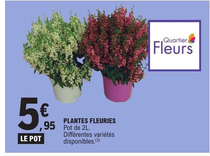 plantes fleuries