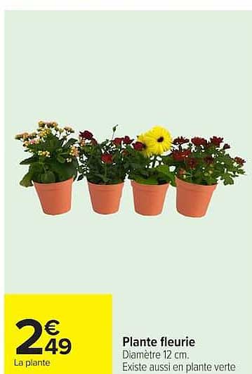 Plante fleurie