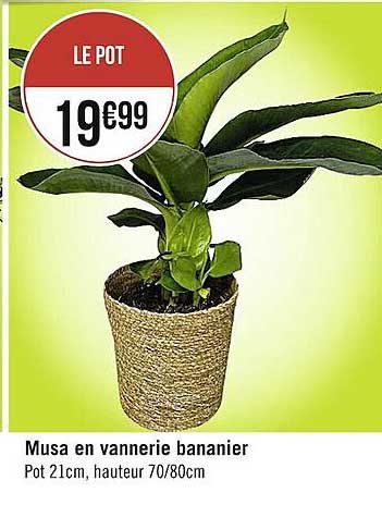 musa en vannerie bananier