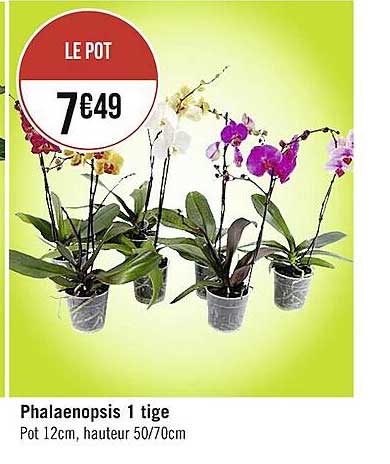phalaenopsis 1 tige