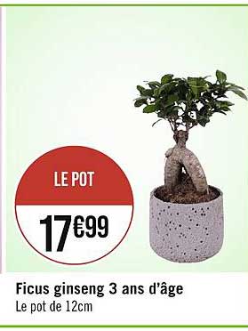 ficus ginseng 3 ans d'âge