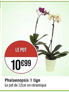 phalaenopsis 1 tige