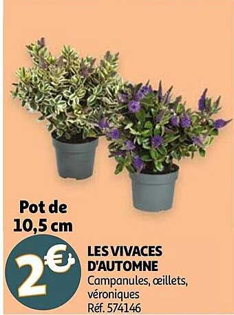 les vivaces d'automne