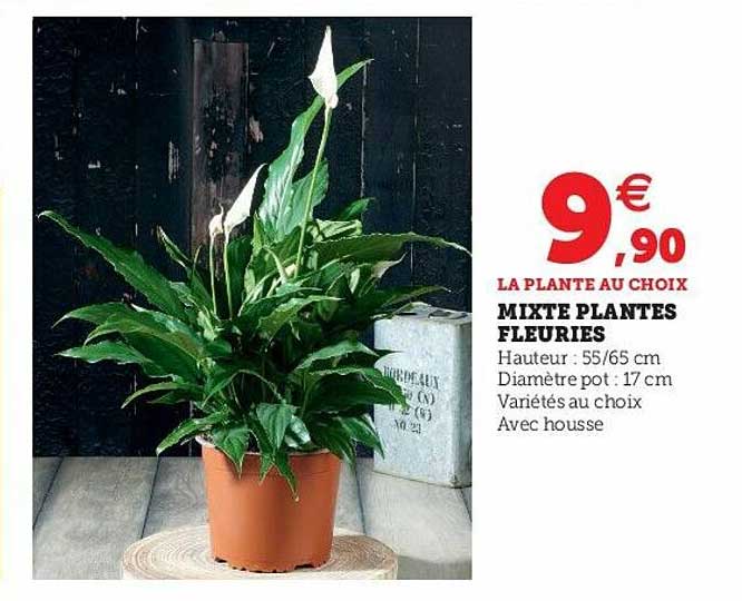 mixte plantes fleuries