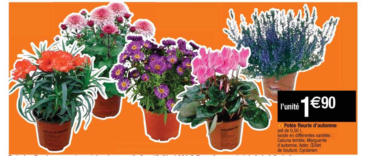 potée fleurie d'automne