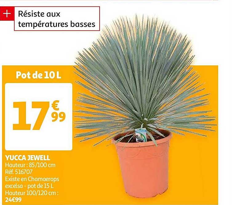 yucca jewell