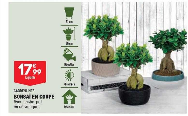 Bonsaï En Coupe Gardenline