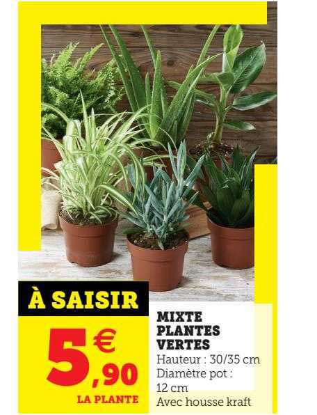Mixte Plantes Vertes