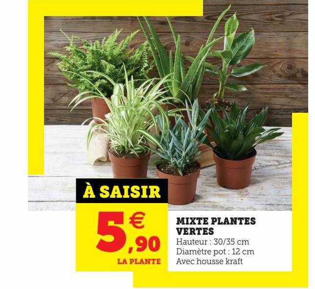 Mixte Plantes Vertes