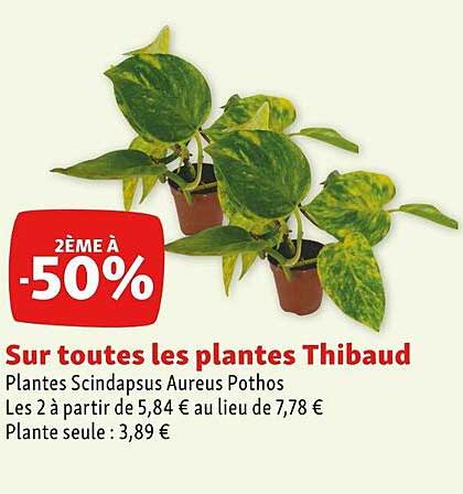 plantes thibaud