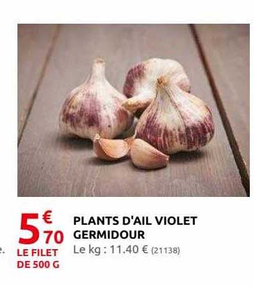 Plants D'ail Violet Germidour