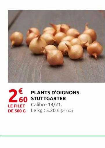 plants d'oignon stuttgarter
