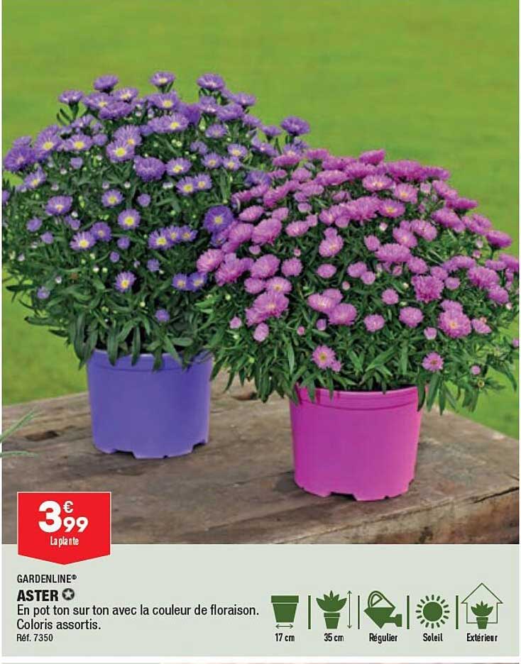 Aster Gardenline