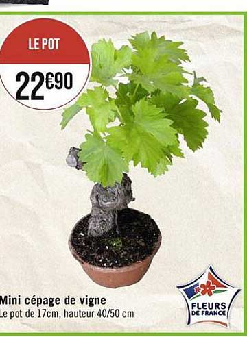 mini cépage de vigne