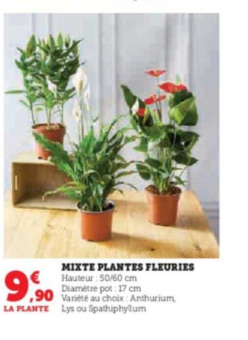 mixte plantes fleuries