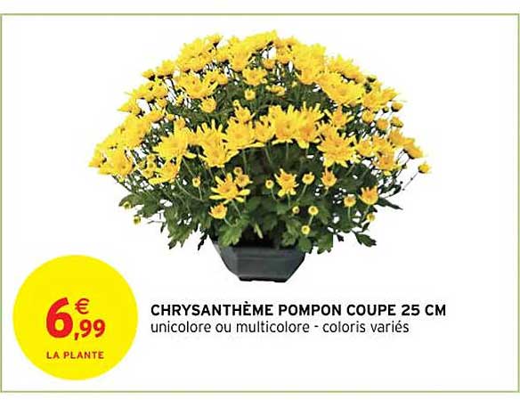 Chrysanthème Pompon Coupe 25 Cm