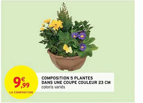composition 5 plantes dans une coupe couleur 23 cm
