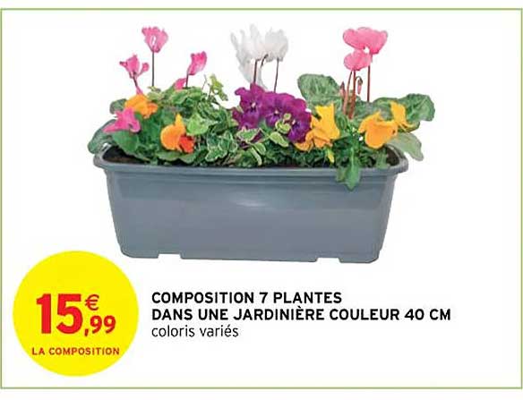 composition 7 plantes dans une jardinière couleur 40 cm
