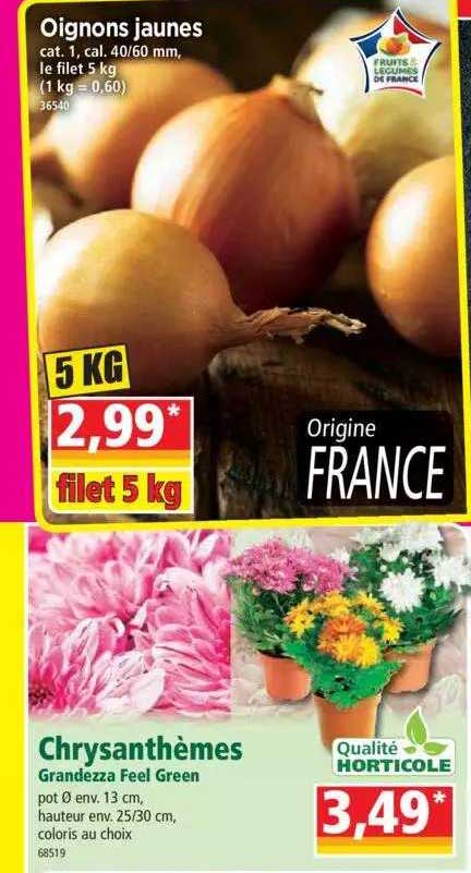 oignons jaunes, chrysanthèmes grandezza feel green