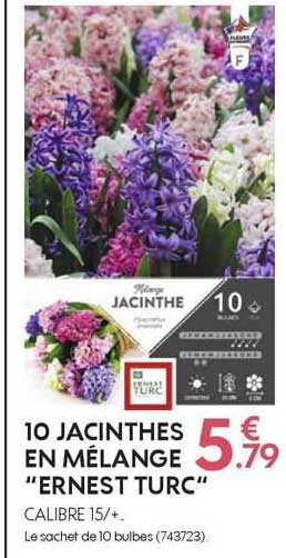 10 jacinthes en mélange "ernest turc"