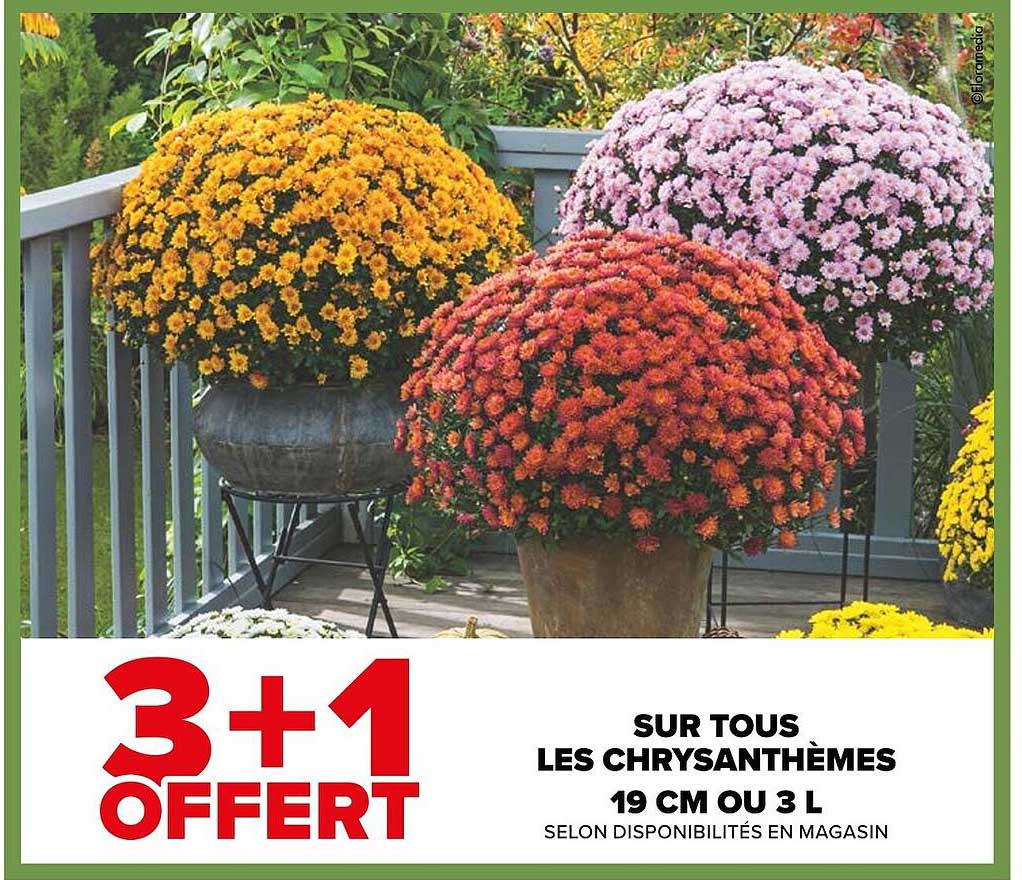 Chrysanthèmes 19 Cm Ou 3 L