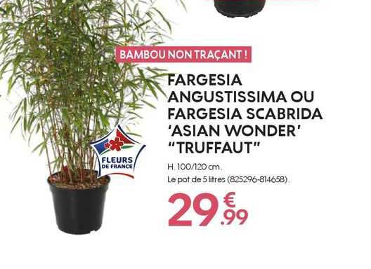 Fargesia Angustissima Ou Fargesia Scabrida "asian Wonder" "truffaut"