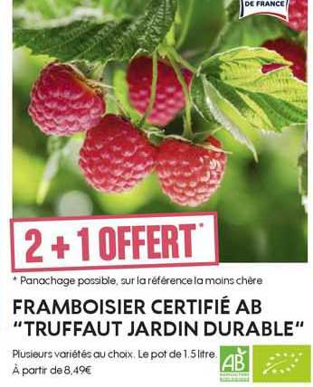 Framboisier Certifié Ab "truffaut Jardin Durable"