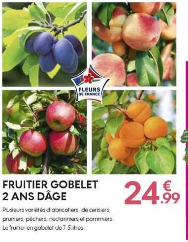 fruitier gobelet 2 ans d'âge