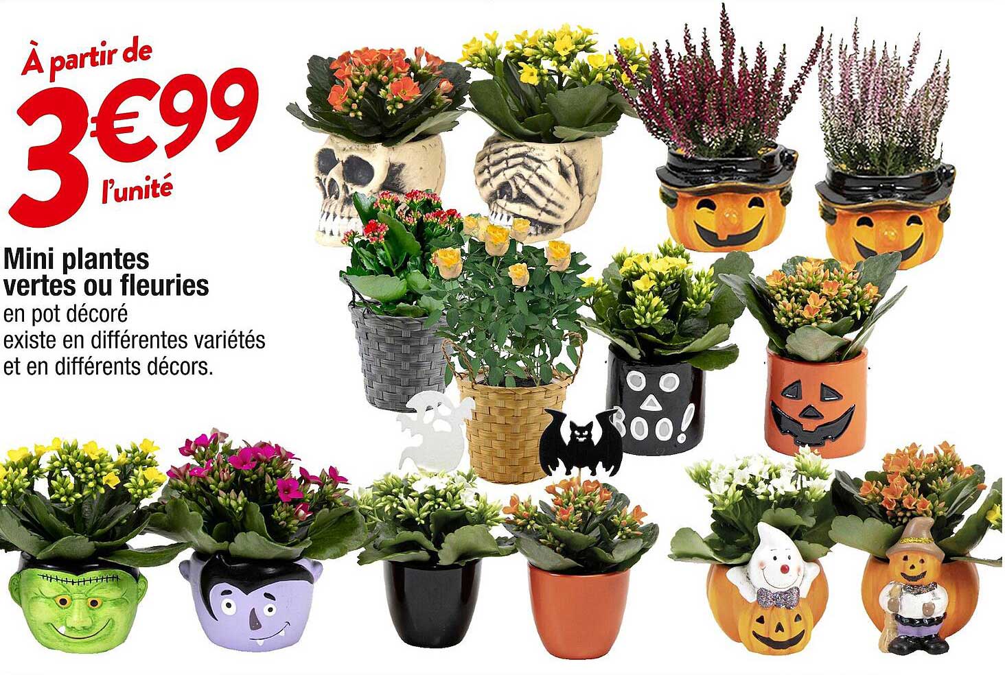 mini plantes vertes ou fleuries