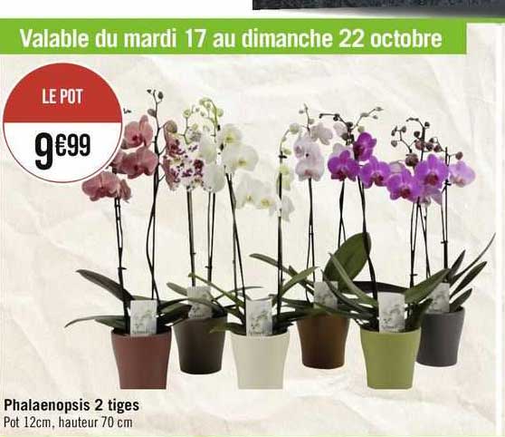 Phalaenopsis 2 Tiges