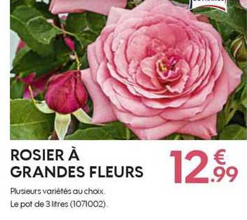rosier à grandes fleurs