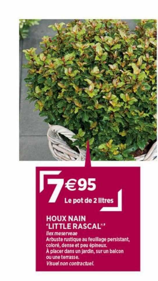 houx nain "little rascal"