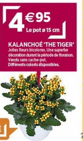 kalanchoé "the tiger"