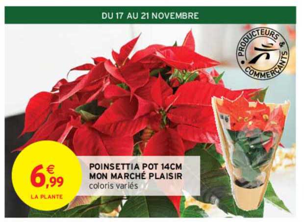 poinsettia pot 14cm mon marché plaisir