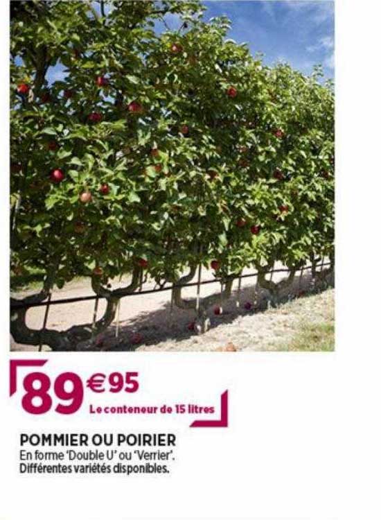 pommier ou poirier