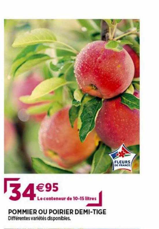 pommier ou poirier demi-tige