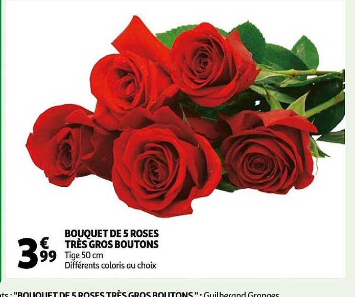 bouquet de 5 roses très gros boutons