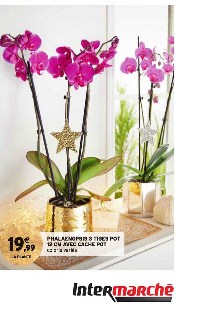 Phalaenopsis 3 Tiges Pot 12 Cm Avec Cache Pot