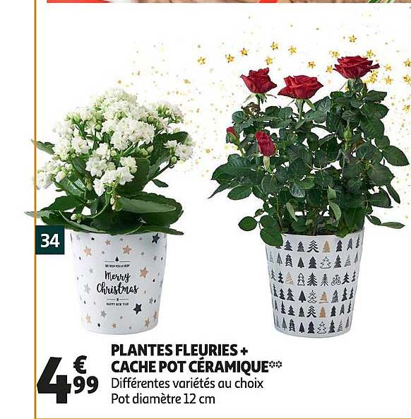 plantes fleuries + cache pot céramique