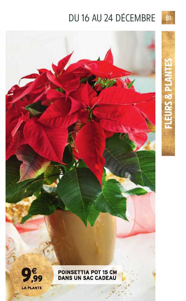 poinsettia pot 15 cm dans sac cadeau