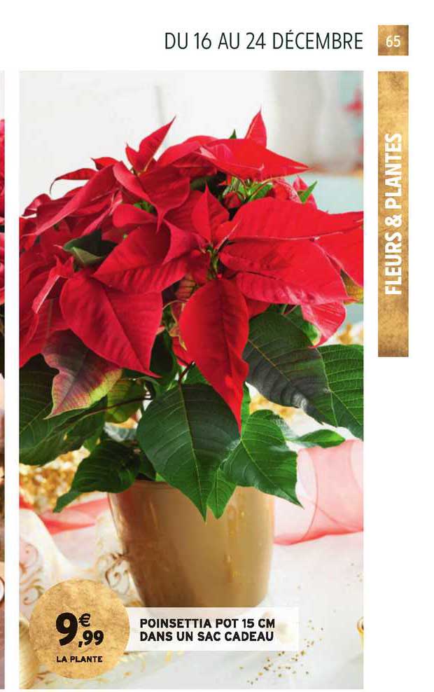 poinsettia pot 15 cm dans un sac cadeau