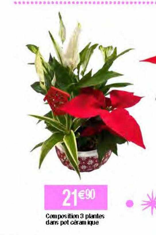 composition 3 plantes dans pot céramique