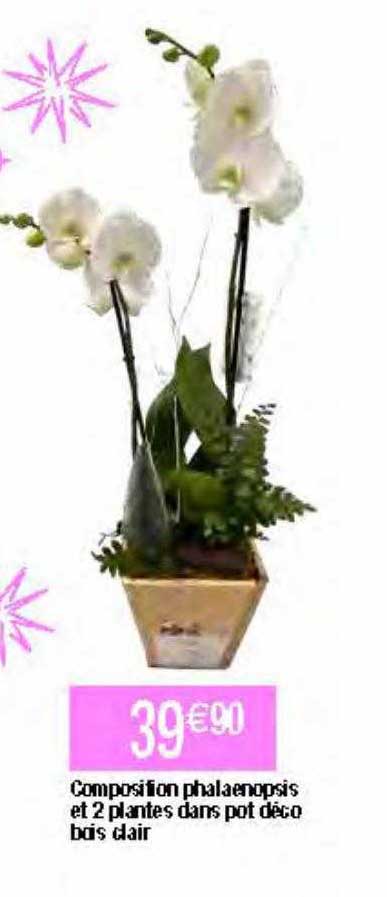 composition phalaenopsis et 2 plantes dans pot déco bois clair