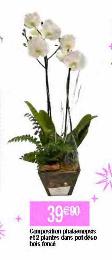 composition phalaenopsis et 2 plantes dans pot déco bois foncé