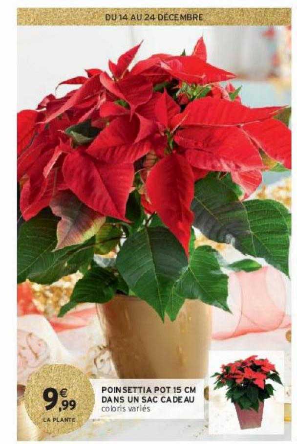poinsettia pot 15 cm dans un sac cadeau