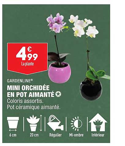 Mini Orchidée En Pot Aimanté Gardenline
