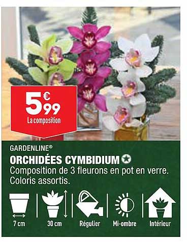 Orchidées Cymbidium Gardenline