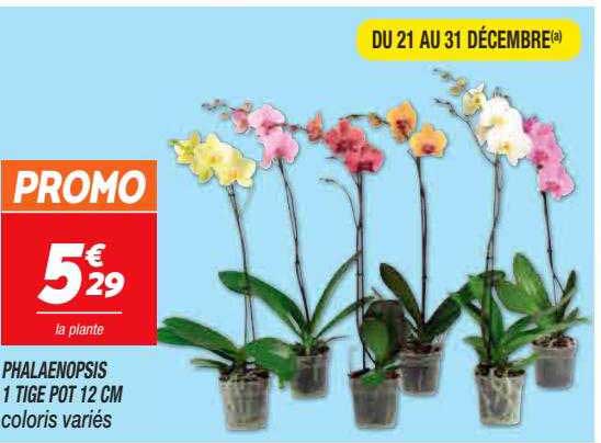 phalaenopsis 1 tige pot 12 cm